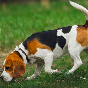 What do you get a sexy sensual nerd who is also a top rated bbw curvy female vegas massage escort? The picture is a beagle dog sniffing grass with a raised tail while on the hunt of a scent.
